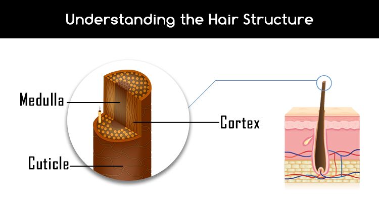 What's your Hair made up of? - Understand Hair Structure & Composition